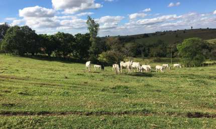 Granja 2 Alqueires, Casa Sede, 2 Galpões, Comporta 12 Mil Frangos, Totalmente Automatizada, Poço Artesiano