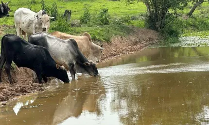 Sitio Porangaba  22 Alqueires   - Formada em Pasto  - Topografia Plana a Ondulada  - Atualmente na Pecuária  - Boa em Água: Nascente, Açudes e Córrego