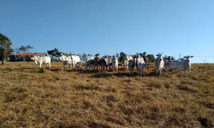 Sítio 14,21 Alqueires, Casa Sede com 196m2, 3 Dormitórios, 2 Banheiros, Pomar, Divisa com Rio, Poço Caipira, 400 Arvores de Eucalipto,