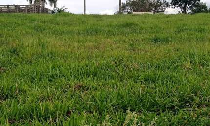 Sítio 5,7 Alqueires Frente Asfalto,Localização Top,Terra Fertil,muito Boa,Ótimo para Plantação,Gado,Granjas