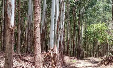 Sítio 5 Alqueires(Vendo Só a Madeira) Eucaliptos 13 Anos 72mil por Alqueire,Fácil Acesso,7 Kms da Pista,35 Km de Itapetininga,Vendo Só a Madeira