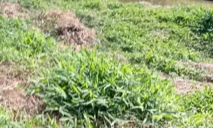 Sítio 27000m2, Casa 150m2, 3 Dormitórios, Muita Água, Tanques de Peixes, Bem Cercado, 6 km da Cidade, Estrada Cascalhada