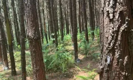 SÍTIO COM PINUS A VENDA NA REGIÃO DE CAPÃO BONITO-SP ??   Área Total de 8 Alqueires  5 Alqueires em Pinus   Restante App e Reserva   19 Mil Árvores de Pinus   Idade de 13 a 14 anos  Resinando (70 tamb