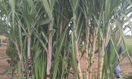 FAZENDA A VENDA NO ESTADO DO MATO GROSSO ??  Localizada no Município de Barra do Garças - MT  *VALOR: ? R$ 18.000.000,00 (DEZOITO MILHÕES DE REAIS)