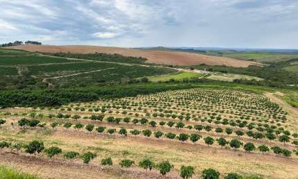Fazenda de café, na região de  Capitólio  207 hectares -Altitude acima de 900 , com 400 mil pés de café toda mecanizada, sendo 280 mil pés de lavouras com 2 anos ,120 mil pés  lavouras 3 anos 1/5 em p
