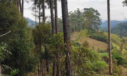 Terreno para Venda em São João Batista, São João Batista
