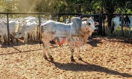 Fazenda à venda no Centro, Santa Fé de Minas 