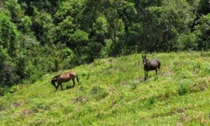 Terreno à venda na Cunha Paraty (Sp 171) Km 59 + 5,8 Km De Terra Aparição,, 2000, Zona Rural, Cunha