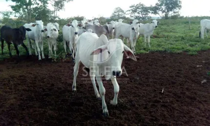 Fazenda à venda na Rodovia Br364, 567, Zona Rural, Araguaiana