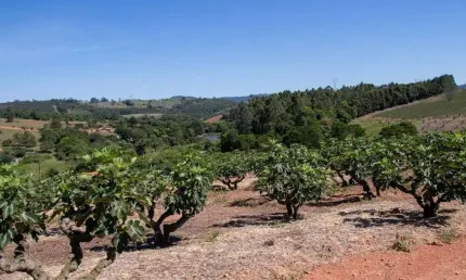 Sítio à venda, 57000 m² por R$ 1.300.000,00 - Centro - Morungaba/SP