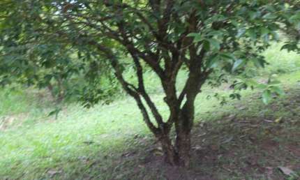 Terreno para Venda em Atibaia, Jardim Estância Brasil