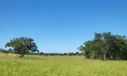 Excelente Fazenda de gado em Pirapama-MG, à pouco mais de 100 km de BH