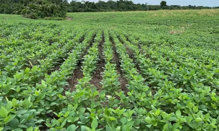 Fazenda à venda na Área Rural de Araguaína, Araguaína 