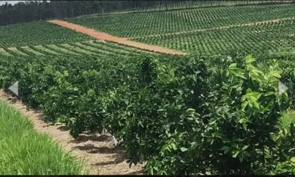 Fazenda à venda no Terras Altas, Avaré 