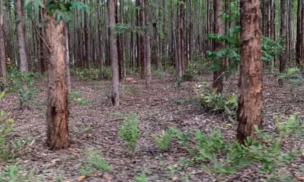 Fazenda à venda na Zona Rural, Brasilândia de Minas 