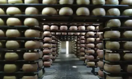 FAZENDA DE LATICÍNIOS E SUINICULTURA EM POUSO ALEGRE- MG