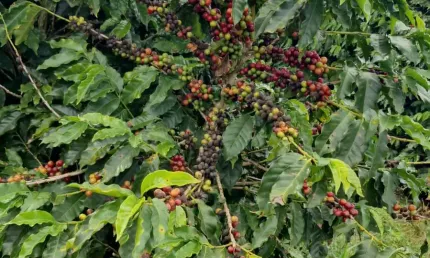A melhor fazenda produtora de café do estado de são paulo