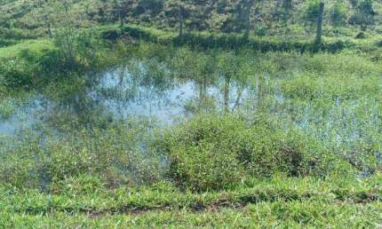 Chácara de 57 hectares. Rica em água. Bonfim. Jaraguari MS.