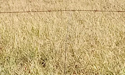 Chácara / sítio com 3 quartos à venda na Zona Rural, Jaraguari 
