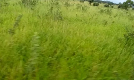 Chácara / sítio à venda na Rua Orlando Nogueira, Zona Rural, Jaraguari