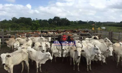 Fazenda com 1 sala à venda na Turiaçu, 76, Centro, Turiaçu