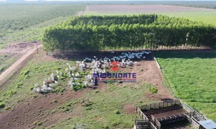 Fazenda com 1 sala à venda na Rua Caio Lustosa Alencar, 3, Centro, Santa Filomena