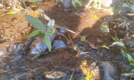 Chácara  1 km da estrada da Ribeira,  na Embrapa,  Colombo