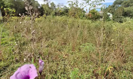 Chácara / sítio com 1 quarto à venda na Zona Rural, Campina Grande do Sul 