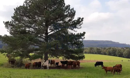 Fazenda à venda na Rodovia do Xisto, 476, Passa Dois, Lapa, 411400 m2 por R$ 8.000.000