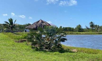 Fazenda à venda no Centro, Vila Flor 