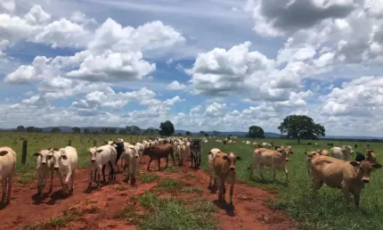 Fazenda à venda na Zona Rural, Paracatu 