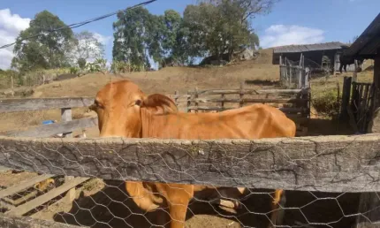 Fazenda à venda na Zona Rural, Caldas 