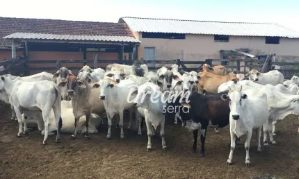 INVESTIDOR OLHA A OPORTUNIDADE! FAZENDA DE 52 ALQUEIRES ATIVA EM ARARUAMA/RJ