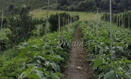 Chácara / sítio com 1 quarto à venda na estrada granja mafra, granja mafra, teresópolis, 100 m2 por r$ 550.000