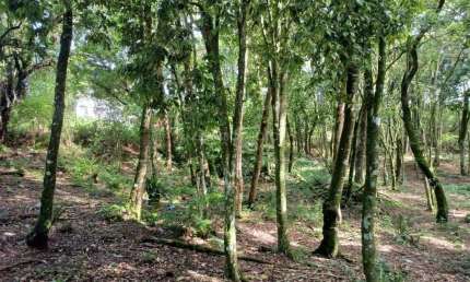 Terreno à venda na Izahir Lago, 15, Borda do Campo, Quatro Barras por R$ 350.000
