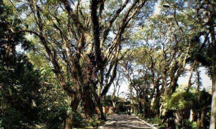 Terreno em condomínio fechado à venda na Rua das Amoreiras, 111, Bosque do Vianna, Cotia