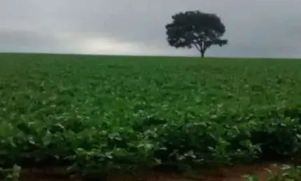 Chácara / sítio à venda na vila trujillo, sorocaba 