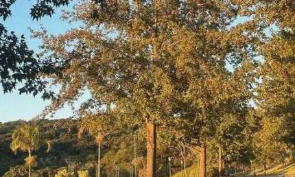 Lote/Terreno à Venda no Condomínio Quinta da Baroneza em Bragança Paulista - SP