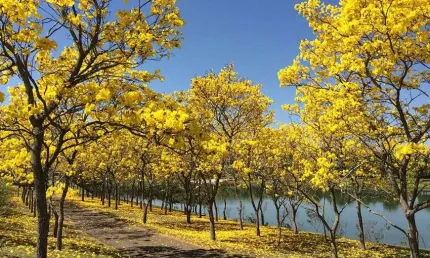 Lote/ Terreno á venda no Condomínio Alto Luxo Quinta da Baroneza, Bragança Paulista - SP