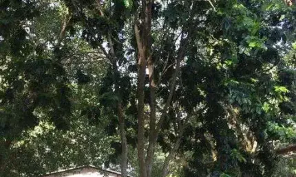 Chácara para venda no Chácaras Carolinas em Itu - SP.