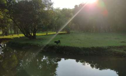 Chácara / sítio com 3 quartos à venda na Estrada do Cerne, Centro, Campo Magro