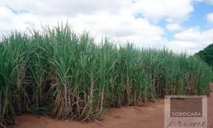 Fazenda à venda por R$ 120.000.000 - Vila Iguacu - Rancharia/SP