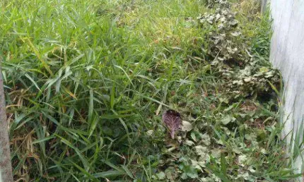 Terreno à venda em moema com amplo potencial em moema - são paulo/sp