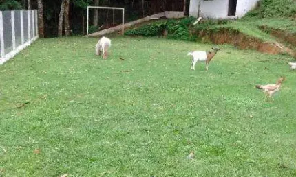 Chácara para Venda em Suzano, Chácaras Casemiro, 8 dormitórios, 1 suíte, 5 banheiros