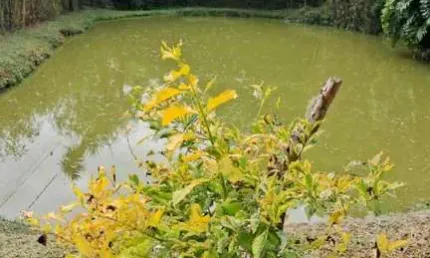 Chácara para Venda em Suzano, QUINTA DIVISÃO, 2 dormitórios, 2 banheiros, 2 vagas