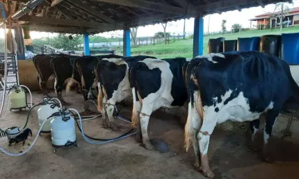 Sítio para Venda em São Sebastião do Paraíso, ,,,, 3 dormitórios, 1 suíte, 2 banheiros, 4 vagas