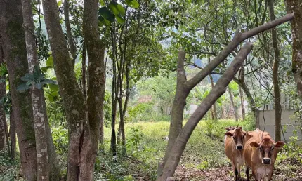 Chácara para Venda em Ribeirão Pires, Somma, 3 dormitórios, 4 banheiros, 4 vagas