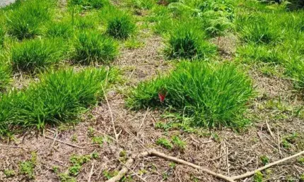 Terreno à venda, 250 m² por R$ 260.000,00 - Jardim Modelo - Suzano/SP
