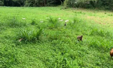 Chácara / sítio com 2 quartos à venda na Estrada Marcos Barbosa, Chácara Sete Cruzes, Suzano, 110 m2 por R$ 3.000.000