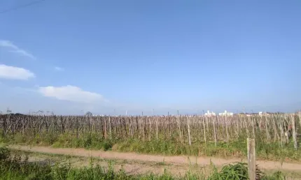 Terreno à venda na Rua Duzentos E Noventa, 1, Guarda do Cubatão, Palhoça